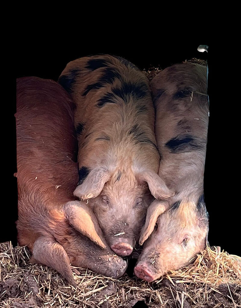 Pigs
