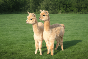 Alpacas in a green field